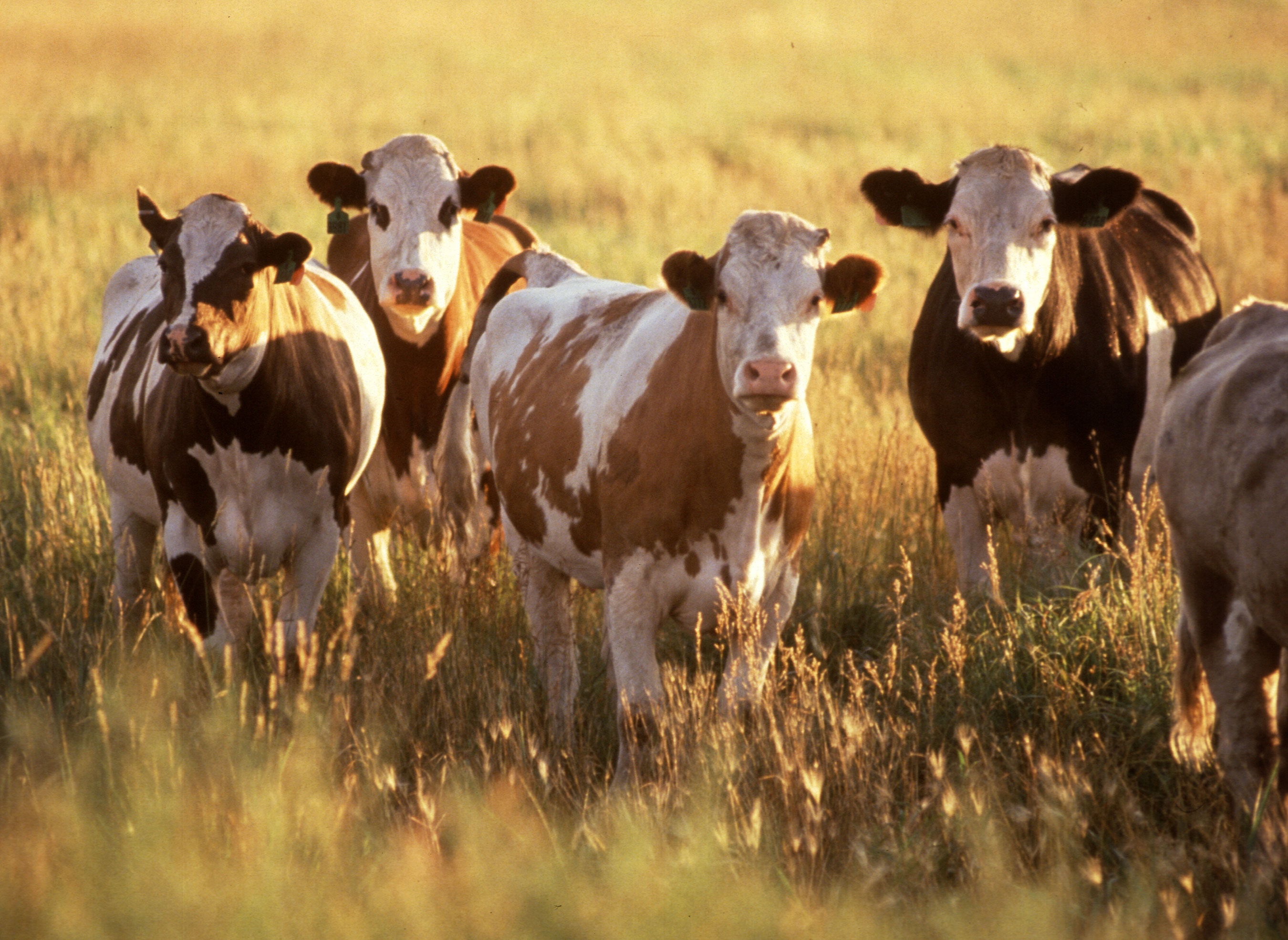 cattle_herd