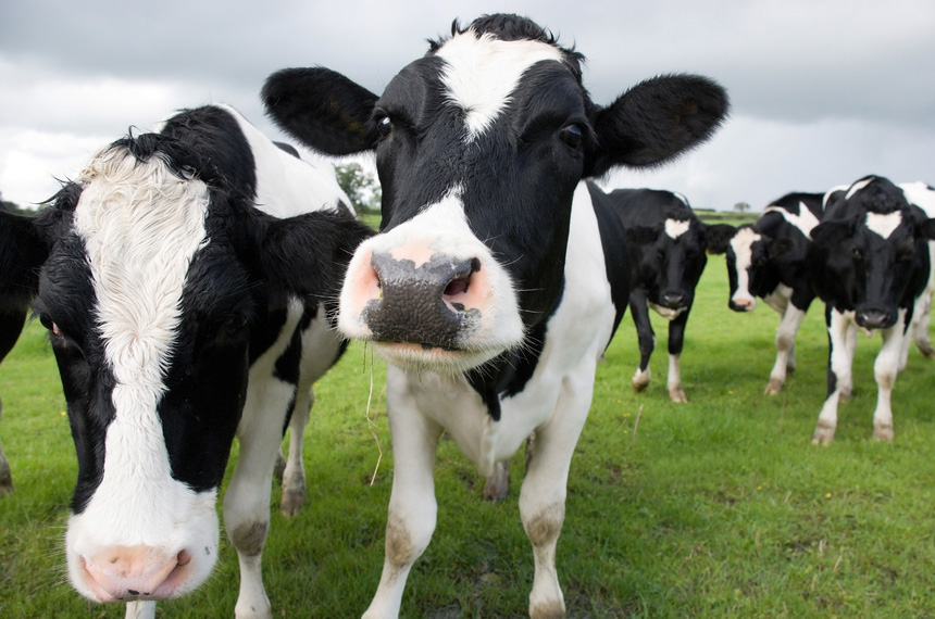 奶牛牧场投资– 澳中企业家对话
